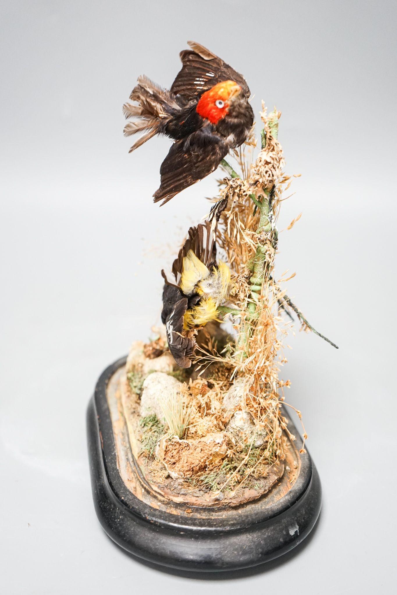 A Victorian Taxidermic study of a manakin and an oreole, labelled for Ashmead and co., under a glass dome 29cm